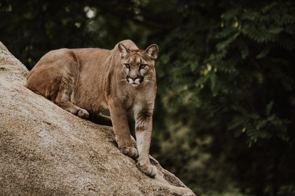 A mountain lion on the side of a hill looks at the camera while sitting.