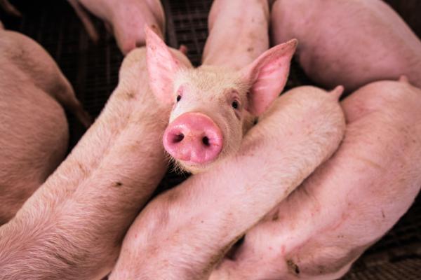 A pig in the center of a swine herd looks up at an overhead camera.