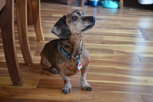 A short hair, rust colored dachshund on a hard wood floor