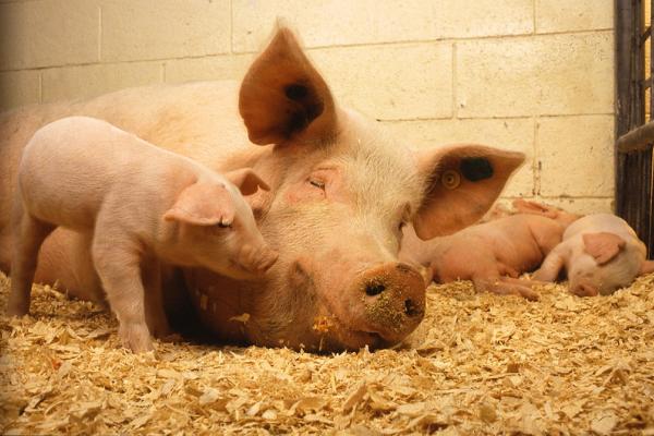 A tired sow lays with her piglets
