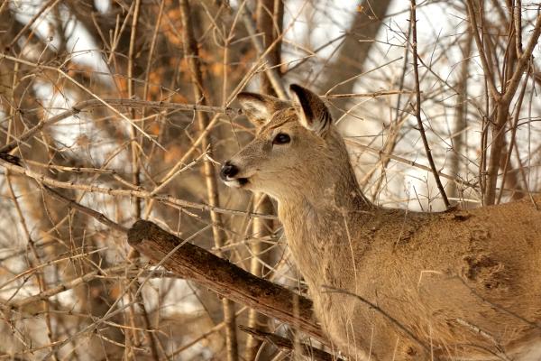 A white-tailed deer with matted fur stares at something off camera amid a wooded backdrop 