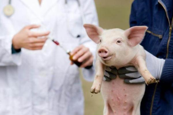 A worker wearing gloves holds up a piglet