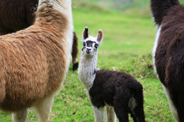 A young black-and-white llama stands in a pasture flanked by two larger llamas.