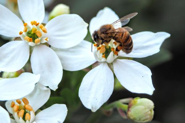 Bee pollinating a white flower on a Choisya Ternata