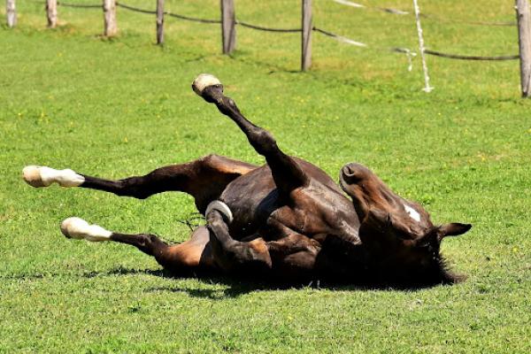 Horse with colic rolling