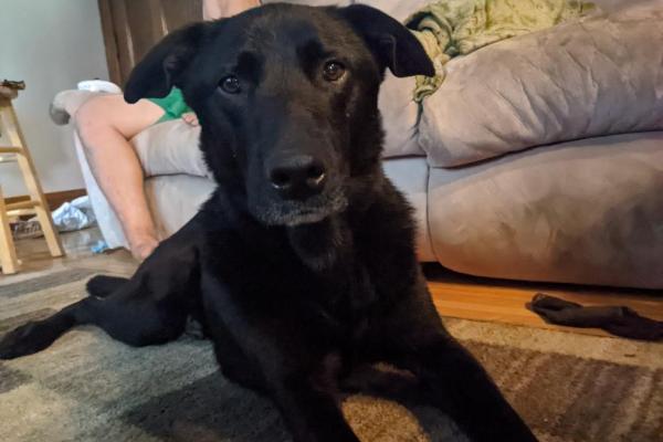 Luigi, a black Lab mix, lays on a couch