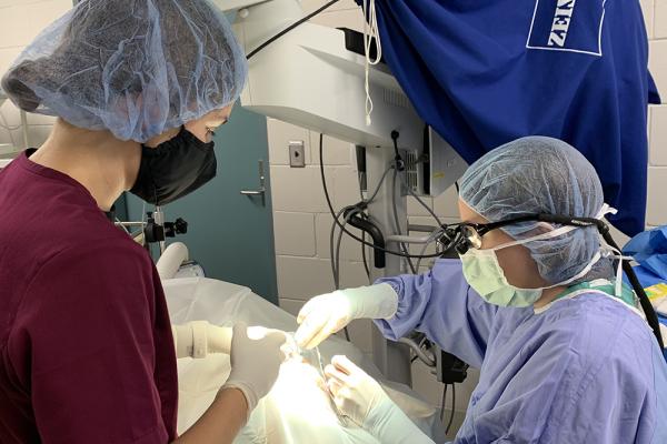 Natalya Mahan and Cherry Eye collaborating on a surgery
