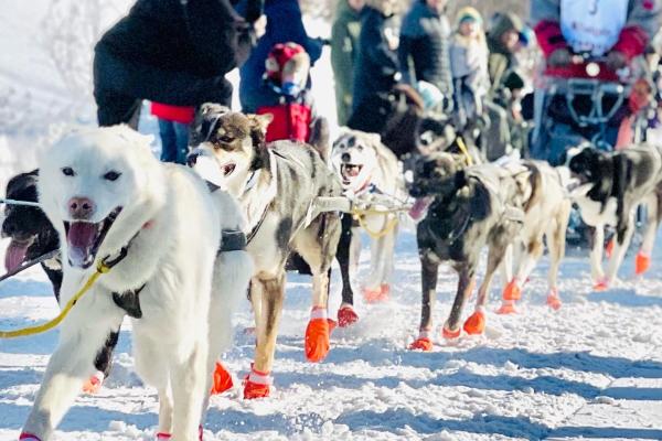 Sled dog team pulls during a race