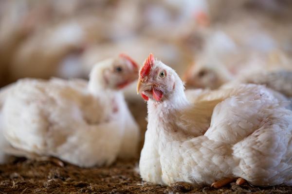 Two broiler chickens sit in broiler litter in focus, while a number of other chickens remain out of focus in the background.