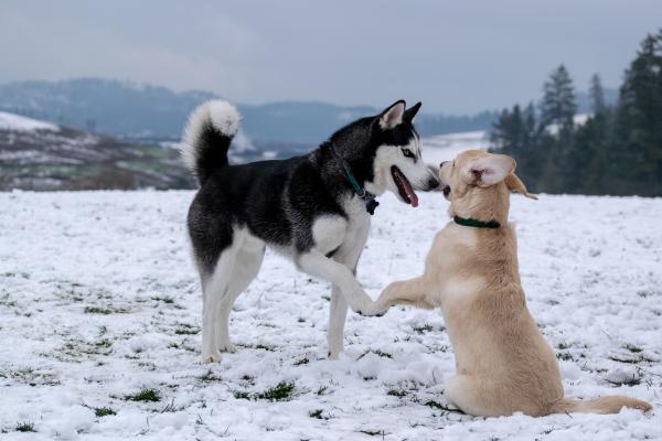 Two dogs play against a Canadian winter landscape