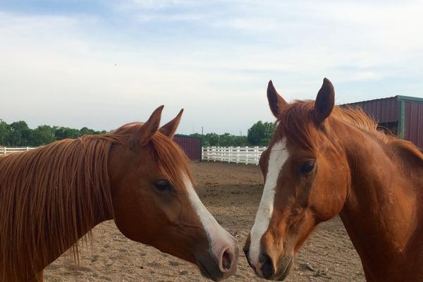 Two horses stand nose-to-nose in an outdoor pasture setting 