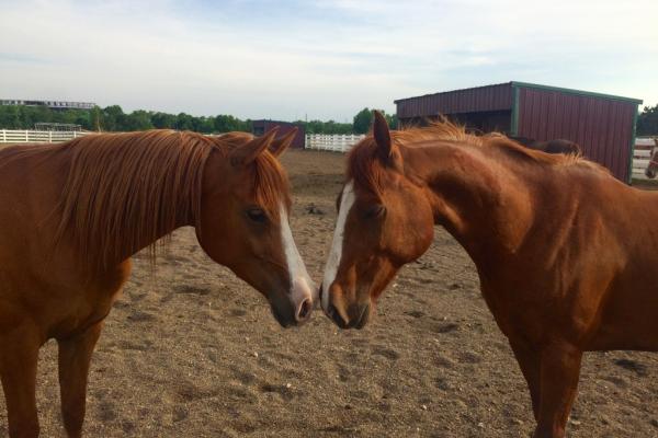 Two horses touch noses in a pen