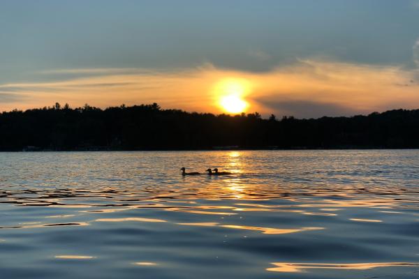Two loons float along on a Minnesota lake at sunset