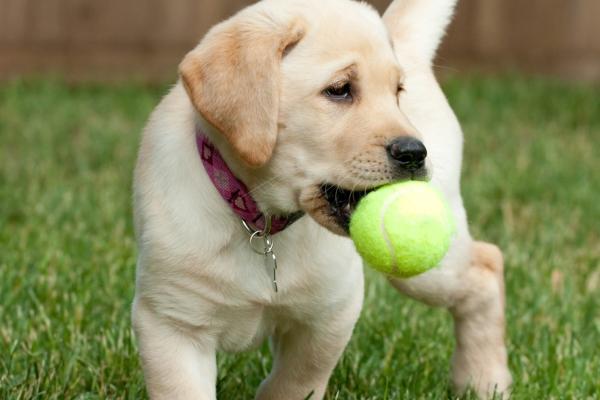 Yellow lab puppy holding a ball