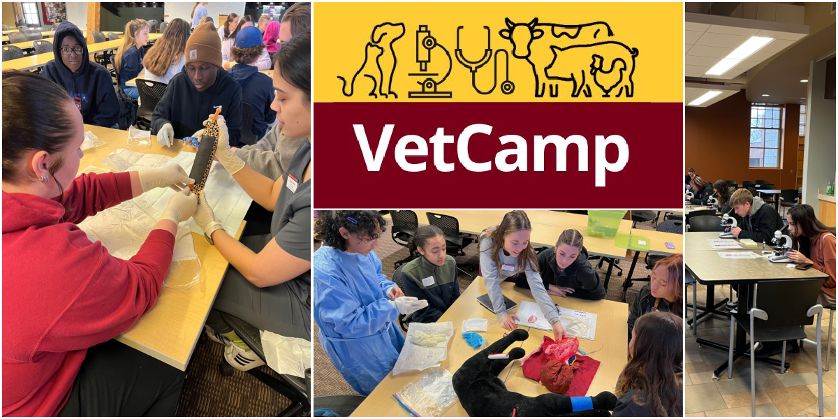 Collage of images from vetcamp events and the vetcamp logo.