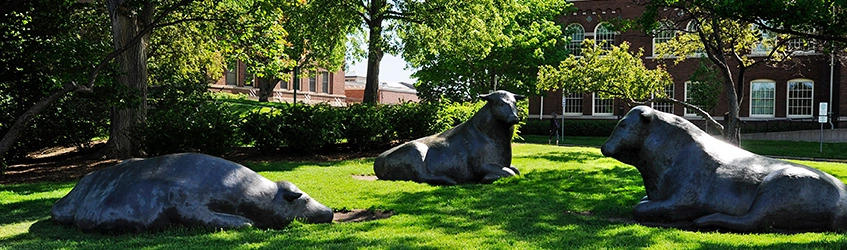 Bulls on the Twin Cities campus in St. Paul